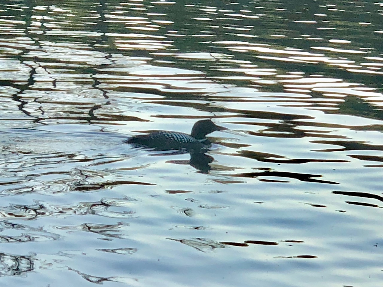 Loon on the Lake
