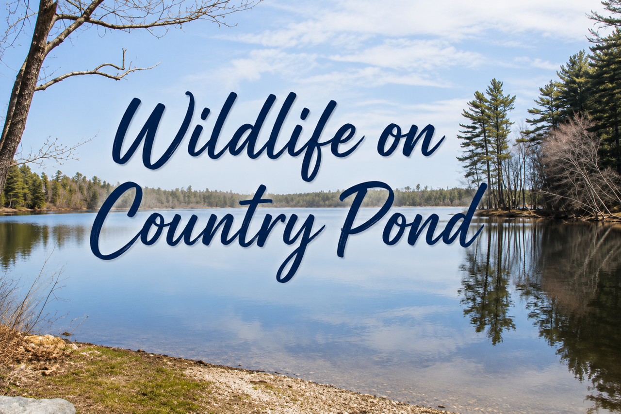 Wildlife on Country Pond