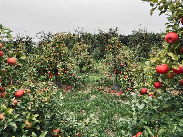 Londonderry orchard